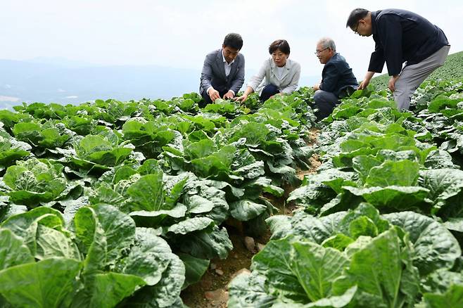 송미령 농림축산식품부 장관이 지난달 강원 강릉 안반데기를 찾아, 배추 생육상황과 산지 출하동향을 점검하고 있다.  /사진=뉴스1