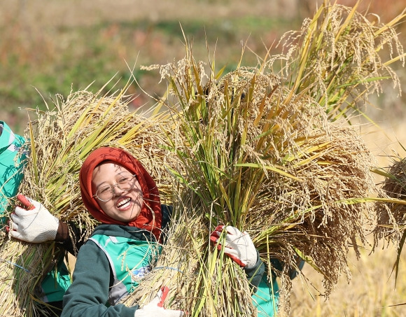 ‘수확의 기쁨’ - 절기상 입동(立冬)을 일주일 앞둔 1일 경북 경산시 영남대학교 경산캠퍼스 민속촌 앞 논에서 새마을운동을 배우러 온 박정희새마을대학원 외국인 유학생들이 벼 수확 체험을 하고 있다. 2023.11.1 연합뉴스