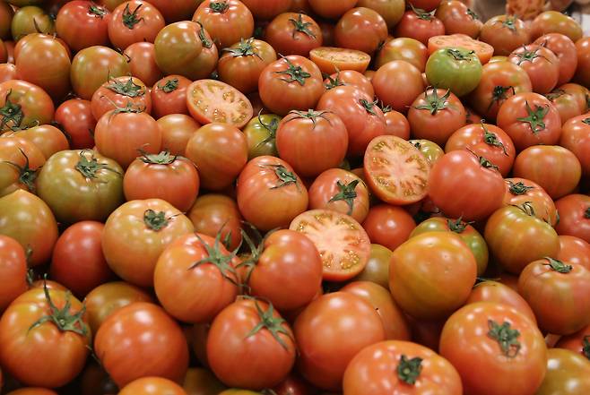 토마토 /주완중 기자