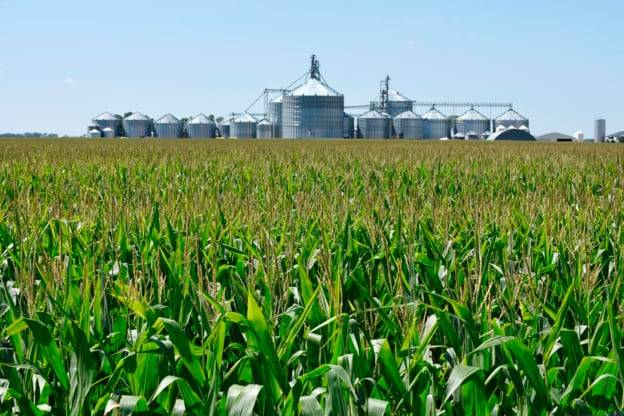 미국 노스다코타 주에 위치한 한 옥수수 농장의 모습. 미국은 유전자 교정 작물(GEO)에 대한 규제를 완화해 상업 재배도 가능한 나라다. 한국 바이오 기업들은 우수한 품종의 종자를 개발하고도 국내 사업이 불가능해 해외 진출을 타진하고 있다. 하지만 국내 재배가 불가능해 해외 진출에도 어려움을 겪고 있다./로이터 연합뉴스