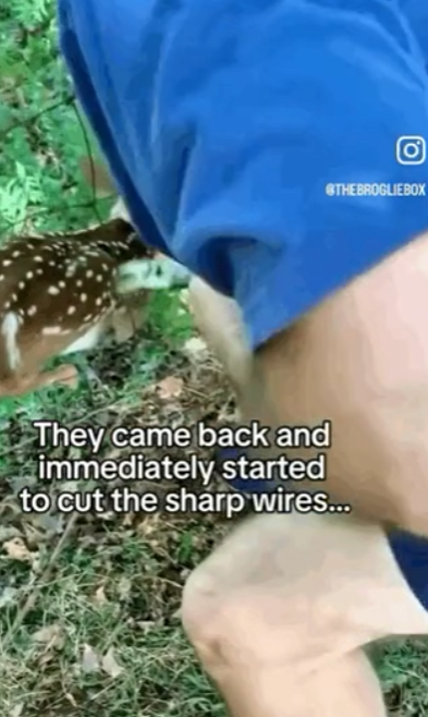 image.png 포텐간 도움을 요청하는 엄마사슴 숏츠 짜집기임