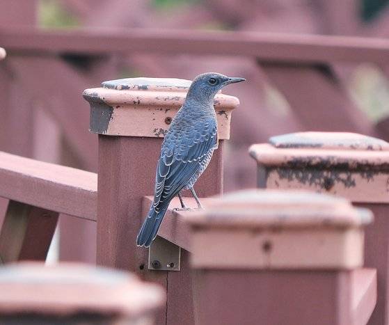 바다직박구리 수컷. 암컷보다 색이 화려하다. 어청도는 세계적인 탐조 명소로 봄철 철새들의 보금자리다.