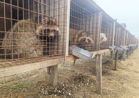 2023년 중국 랴오닝성 남부에 있는 한 사육장. 모피 생산을 위해 사육되는 동물 자료사진. 기사와 직접적인 연관이 없음