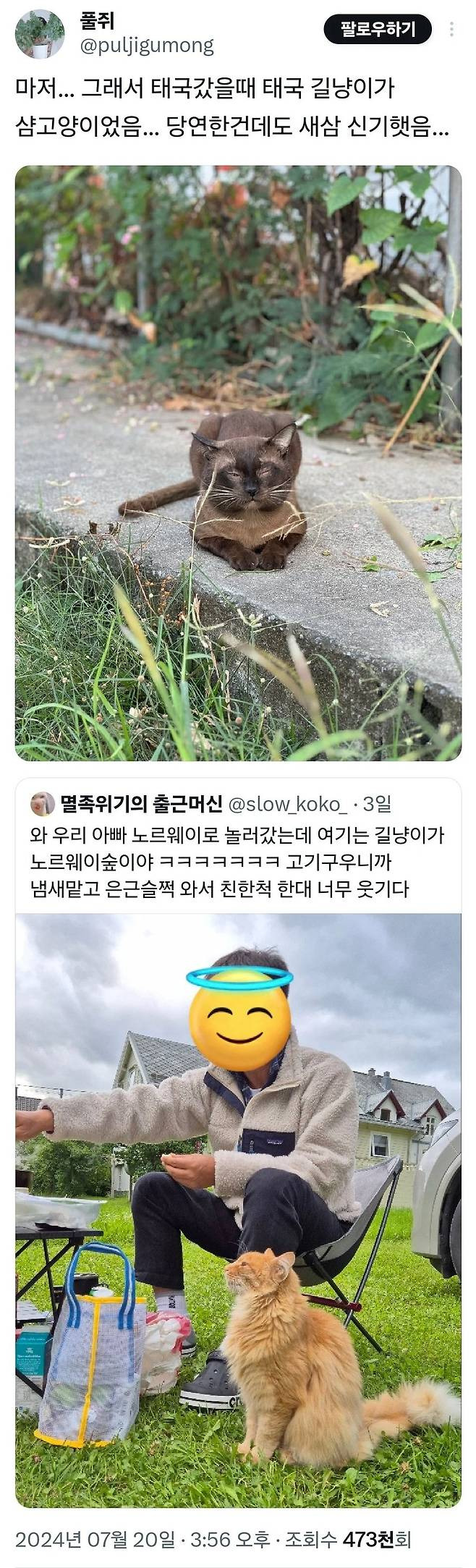 1.jpg 당연한건데 신기한 나라별 길고양이