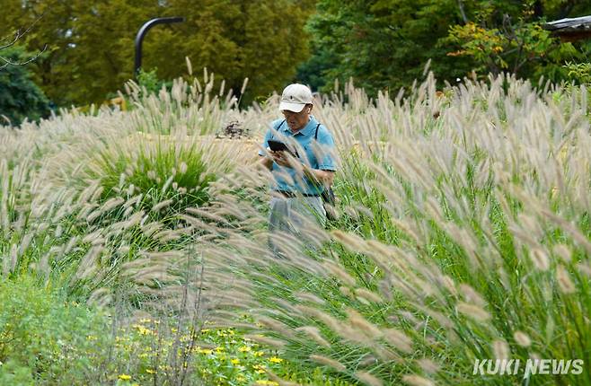 절기상 백로를 하루 앞둔 6일 경기 고양시 일산호수공원에서 한 시민이 수크령 사진을 찍고 있다.