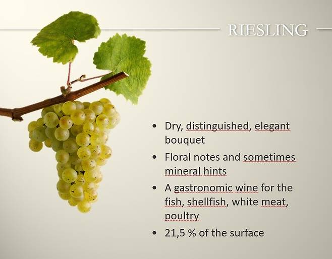 리슬링.