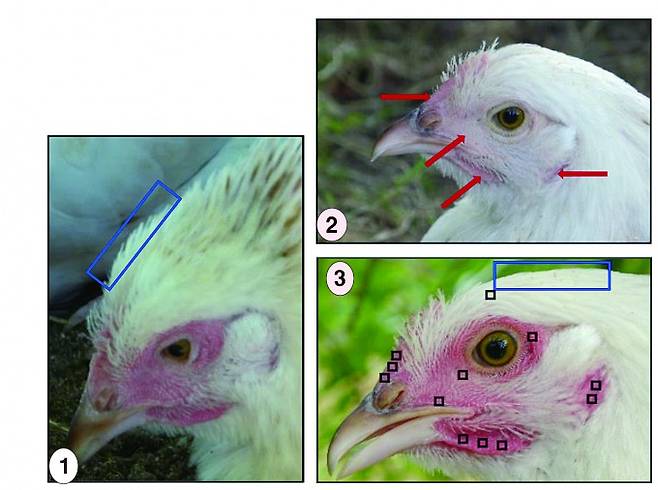 ①,③암탉 머리 깃털. 암탉은 편안하다고 느끼는 상황에서 머리 깃털을 부풀리며 세운다, ② 암탉은 흥분하거나 공포에 질리면 얼굴이 붉어진다. Cecile Arnould et al. 제공