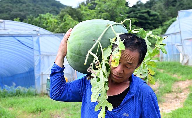고령화와 기후변화로 무등산수박의 출하량이 줄어들고 있다. ⓒ무등일보