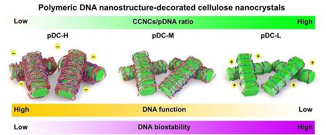 개발된 DNA-셀룰로오스 나노복합체의 DNA 표면 밀도에 따른 생물학적 특성 차이의 분포도
