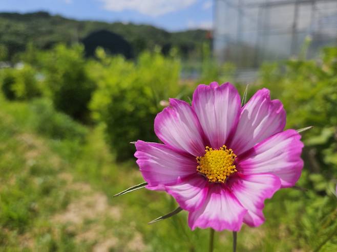 내일날씨, ‘초가을의 변덕’ 늦더위 속 곳곳 소나기...서울 낮기온 32도 : 서울, 오늘날씨, 내일날씨, 전국날씨, 주간날씨 ©bnt뉴스