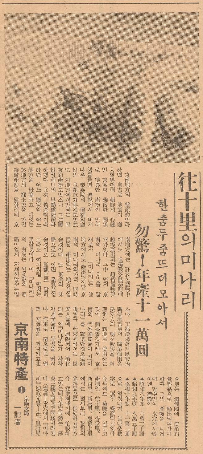 왕십리 미나리를 경성 특산물로 소개한 조선일보 1936년1월24일자 기사. 45만인구 경성뿐 아니라 멀리 일본, 만주까지 수출한다고 했다.