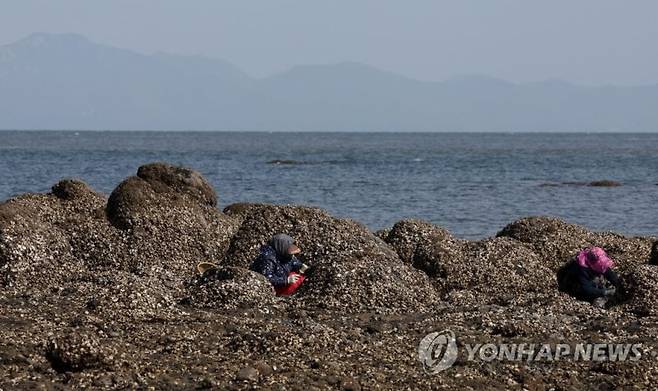 굴 캐는 백령도 어민 (백령도=연합뉴스) 류영석 기자 = 26일 서해 최북단 인천 옹진군 백령도 하늬해변에서 어민이 굴을 채취하고 있다. 2022.10.26 ondol@yna.co.kr (끝)