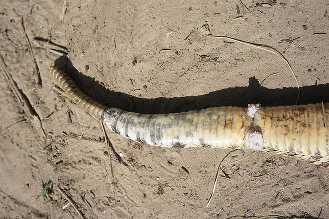 “오타니만 이도류가 아니라네 하하.” 미국 서부 다이아몬드백 방울뱀( Crotalus atrox ) 의 반음경. 성기가 두 개다. [사진출처=테스 손튼]