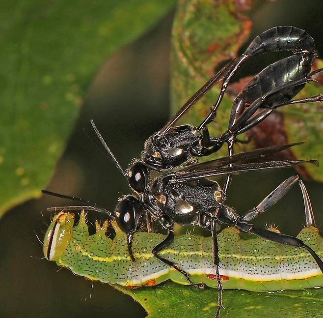 나나니 한쌍이 새끼 포식용으로 잡은 애벌레 위에서 짝짓기 하고 있다./Southern Piedmont Nature History Facebook