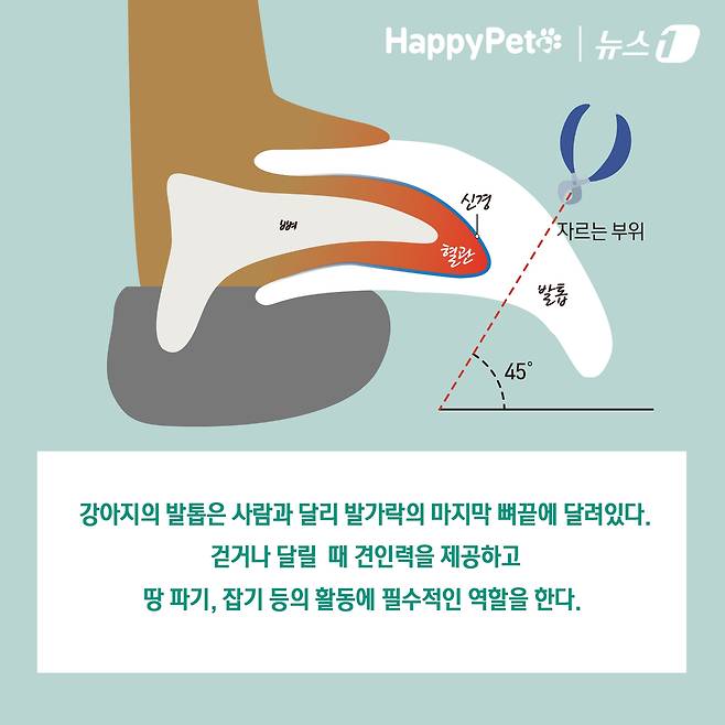 반려견의 긴 발톱 방치하면 벌어지는 일 ⓒ News1 김초희 디자이너