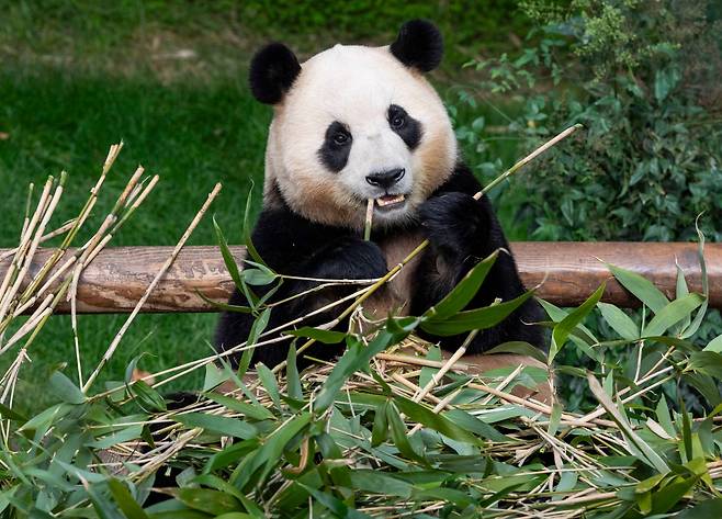 대나무를 먹고 있는 푸바오. /삼성물산 리조트 부문 제공