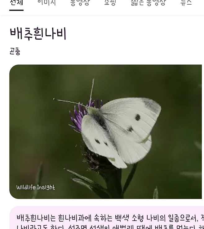 Screenshot_20240911_085955_Samsung Internet.png 출근길에 나비가 옷에 앉아벌임