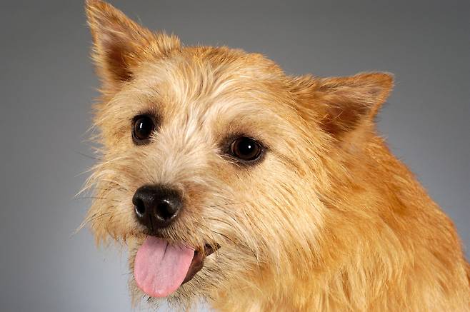 특별한 환경적 변화가 없을 때 지속되는 팬팅은 심장질환이나 호흡기질환 신호일 수 있다./사진=클립아트코리아