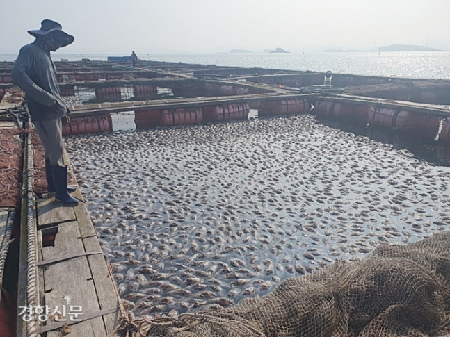 충남 태안군 안면읍 대야도에서 우럭 양식장을 운영하고 있는 한 어민이 지난달 27일 폐사한 우럭들을 바라보고 있다. 경향신문 자료사진