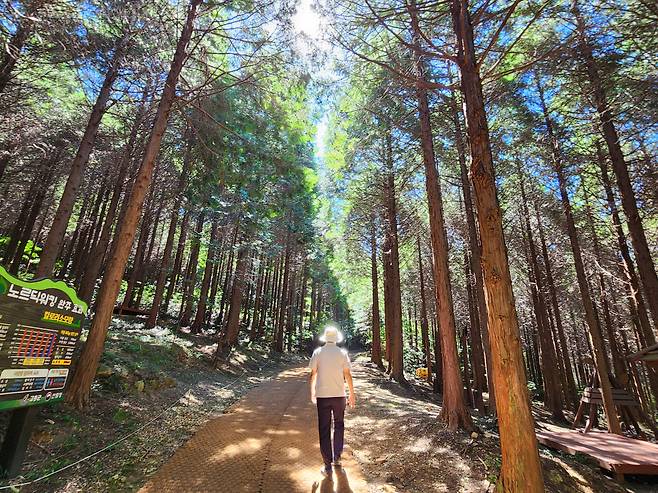 팔영산 편백숲 산책로