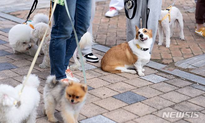 [광주=뉴시스] 반려동물. (사진=광주시 제공) photo@newsis.com *재판매 및 DB 금지