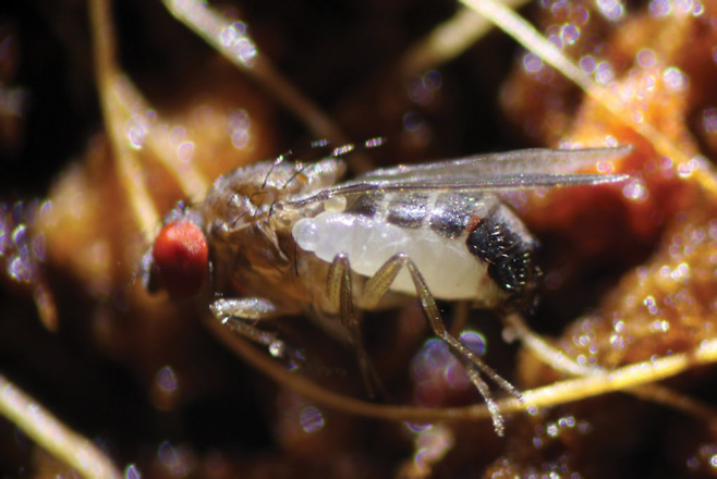 기생벌의 숙주가 된 초파리의 모습. Moore et al./Nature 제공