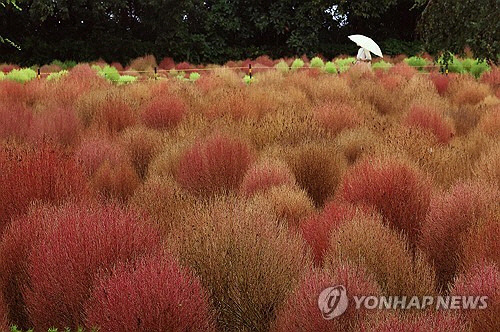 가을을 재촉하는 비가 내린 12일 오후 경기도 수원시 권선구 탑동시민농장 댑싸리가 붉게 물들어가고 있다. [수원=연합뉴스]