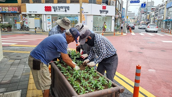 성주읍 관계자들이 백일홍을 식재하고 있다. [사진=성주군]