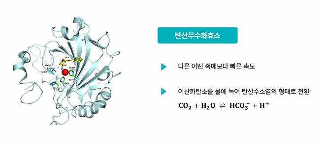 리필의 효소 기반 이산화탄소 포집 촉매