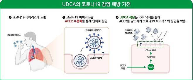 [서울=뉴시스] UDCA의 코로나19 감염 예방 기전 (사진=대웅제약 제공) 2024.09.12. photo@newsis.co *재판매 및 DB 금지