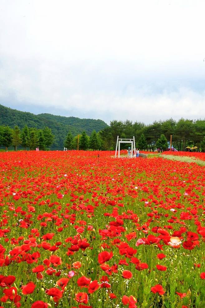 2024 봄 자라섬 꽃 페스타. 최현태 기자