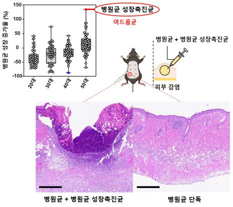 병원균 성장촉진균의 피부 병증 악화 확인 [한국생명공학연구원 제공. 재판매 및 DB 금지]