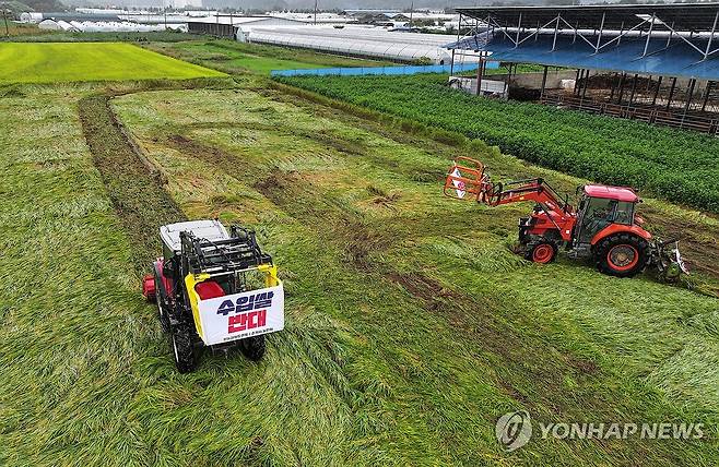 '쌀값 보장하라' 논 갈아엎는 농민들 (춘천=연합뉴스) 양지웅 기자 = 추석 연휴를 이틀 앞둔 12일 강원 춘천시 신북읍 유포리의 한 농가에서 전국농민회총연맹 강원도연맹과 춘천농민회가 쌀값 보장과 쌀 수입 반대를 정부에 촉구하며 추수를 앞둔 논을 갈아엎고 있다. 2024.9.12 yangdoo@yna.co.kr