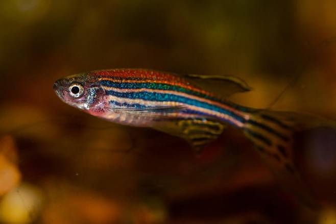 몸에 줄무늬가 있어 얼룩말(zebra)의 이름을 딴 민물고기인 제브라피쉬(Zebrafish, 학명 Danio rerio)는 인간과 유전자가 유사한 것으로 알려져 여러 과학 분야에서 모델 동물로 활용된다. Pixabay 제공