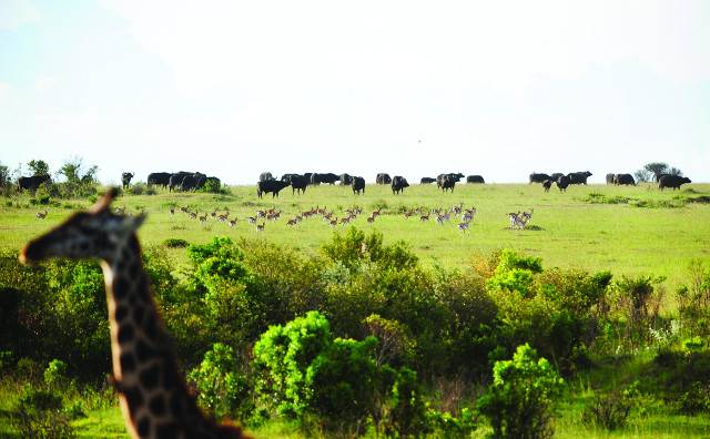 아프리카의 광활한 초원과 다양한 야생동물을 볼 수 있는 시간은 얼마 남지 않았을 수 있다. 기후위기의 가속화로 초원은 사막으로 변하고 있고, 야생동물 서식지는 차츰 사라지는 중이다. 지난 5일 케냐 마사이마라 야생동물 보호구역에서 기린, 아프리카들소, 가젤 등이 초원을 거닐고 있다. 이 모습은 먼 과거의 기억으로만 남게 될지 모른다.