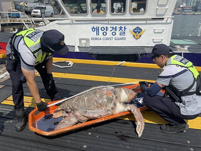 부산 앞바다서 발견된 붉은바다거북 사체 [부산해경 제공. 재판매 및 DB 금지]