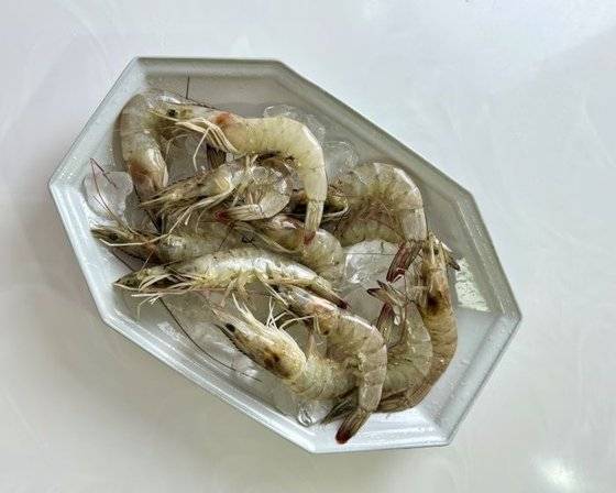 통통하게 살이 오른 흰다리새우. 사진 이정웅