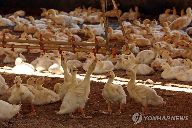 오리의 힘겨운 여름나기 (나주=연합뉴스) 김혜인 기자 = 전남 전역에 폭염경보가 내려진 1일 나주시 세지면 죽동리의 한 농장에서 오리가 물을 마시며 더위를 달래고 있다. 2024.8.1 in@yna.co.kr