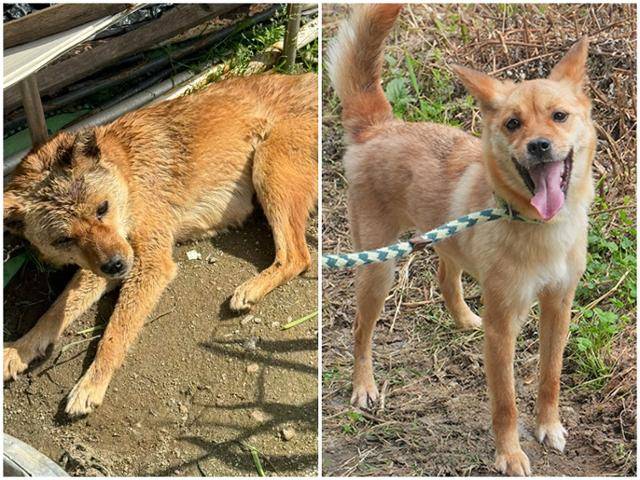 구조 당시 망치로 맞아 몸을 가두지 못한 휘영이(왼쪽)가 구조 후 밝은 모습을 되찾았다. 동물자유연대 제공