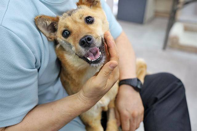 휘영이는 사람이 얼굴을 만져주면 더 만져달라는 듯 얼굴을 기댄다. 동물자유연대 제공