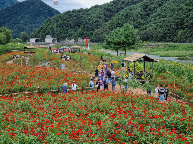 ▲ 2024 평창백일홍축제가 지난 14일 평창읍 종부리 평창강변 축제장에서 개막해 오는 22일까지 열린다. 15일 수많은 관광객이 축제장을 찾아 백일홍을 감상하며 거닐고 있다.신현태