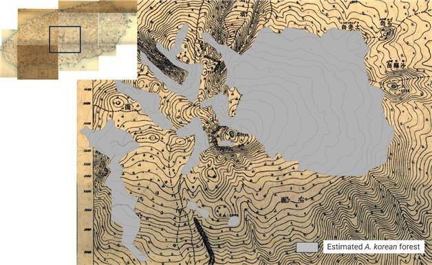 1918년 조선임야분포도를 이용한 구상나무 숲 추정 [제주도 제공.재판매 및 DB 금지]