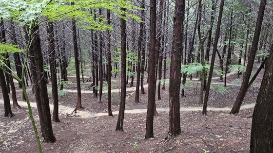 전주 건지산 황톳길. 김영주 기자