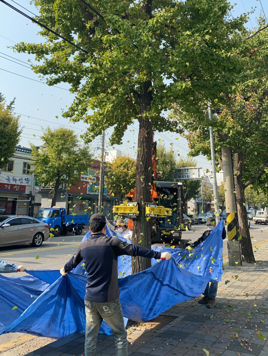 인천 미추홀구 은행나무 열매 제거 모습. 미추홀구청 제공