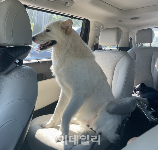 경기도 안산에 사는 직장인 이모(25)씨의 반려견 ‘똘’이 차에 앉아 있다. (사진=독자 제공)