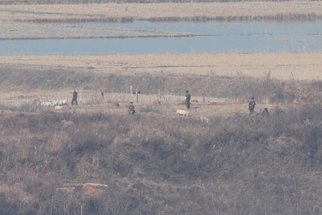 2019년 경기 파주시 오두산 통일전망대에서 바라본 북한 황해북도 개풍군 모습. 사진 속 북한 군인들이 돼지로 보이는 가축을 임진강변에서 몰고 있다. 연합뉴스