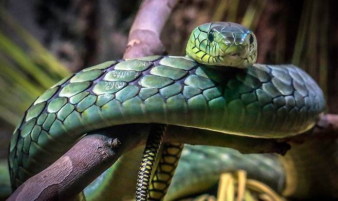 초록뱀이자 맹독사인 그린맘바. 아프리카 동부지역 해안가에 살고있다./Los Angeles Zoo