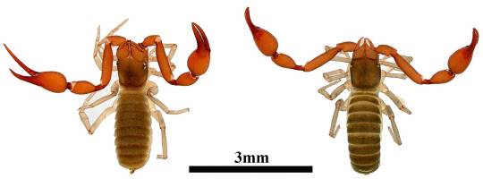 태백긴팔전갈붙이. 왼쪽 암컷, 오른쪽 수컷. 국립생물자원관 제공