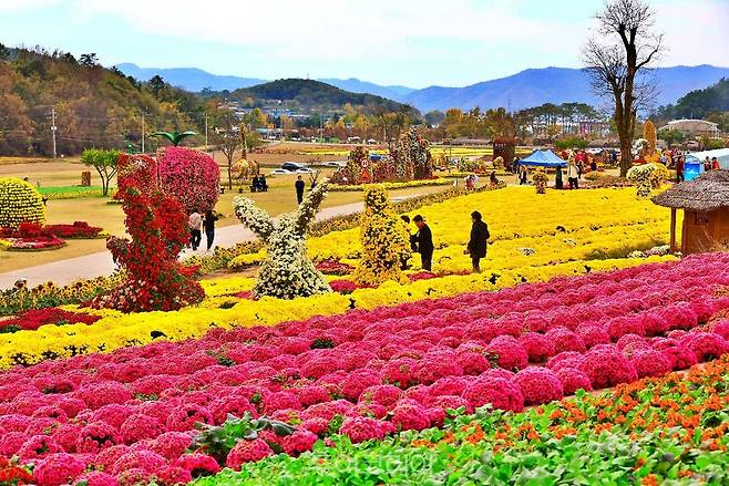 화순 고인돌 가을꽃 축제/사진-화순군