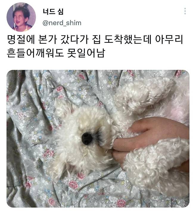 명절후유증에 시달린 댕댕이들